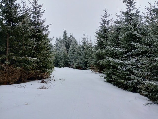 Lesenská pláň 921 m n.m. JO60RN - Krušné hory